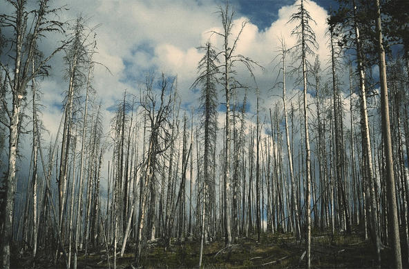aciid. rain trees