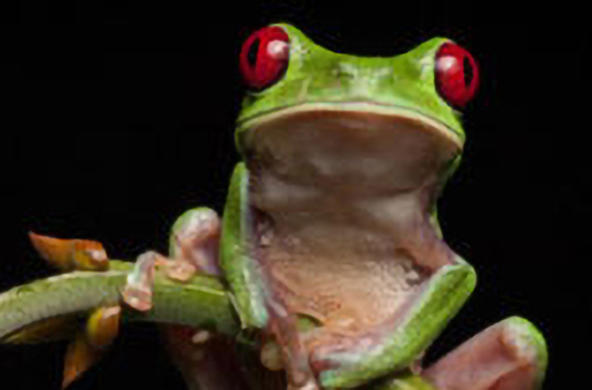 frog