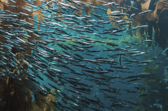 Ocean fish CC