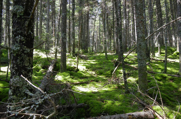 Hubbard Brook. CC: Claire Nemes