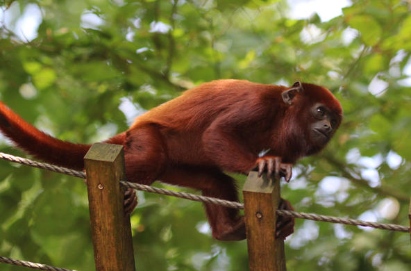 red howler