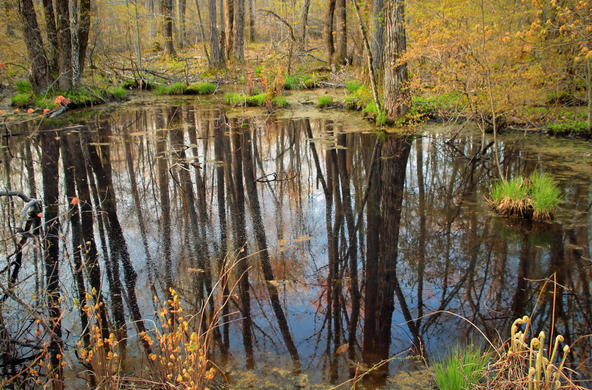 woodland