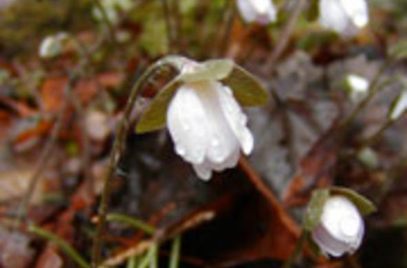 snowdrop