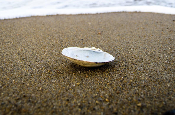 clam