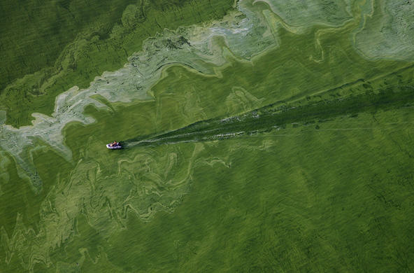 algae bloom lake erie
