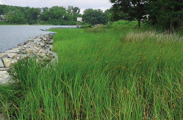 shore zone sill
