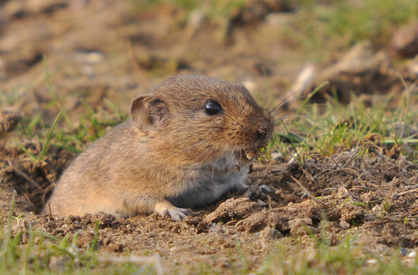 microtus guentheri