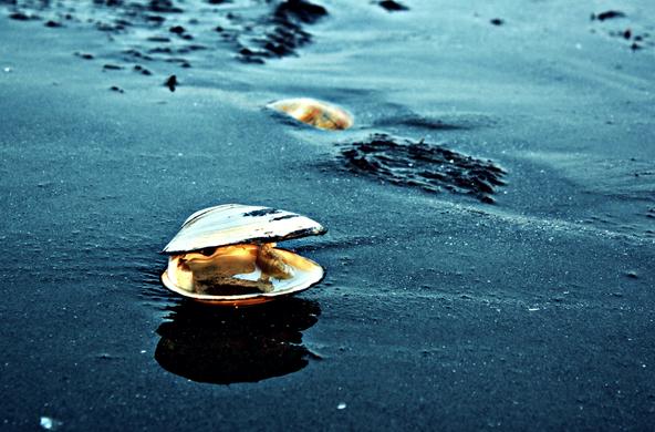 Clam on the beach. Credit to nicoleleec