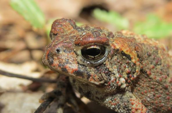 This toad is glamorous.