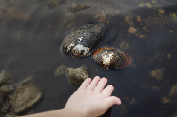 chinese pond mussel