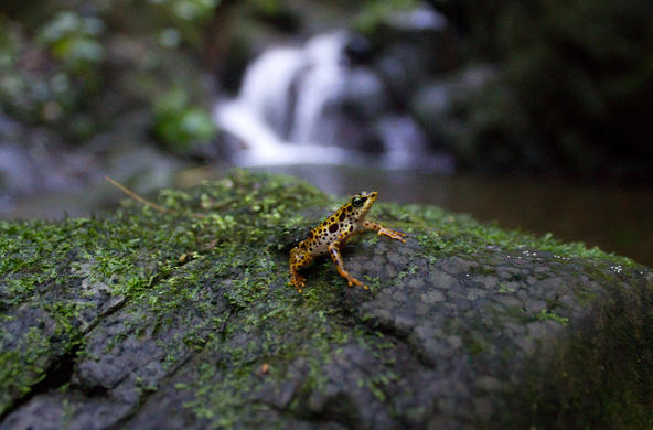 harlequin frog cc brian gratwicke