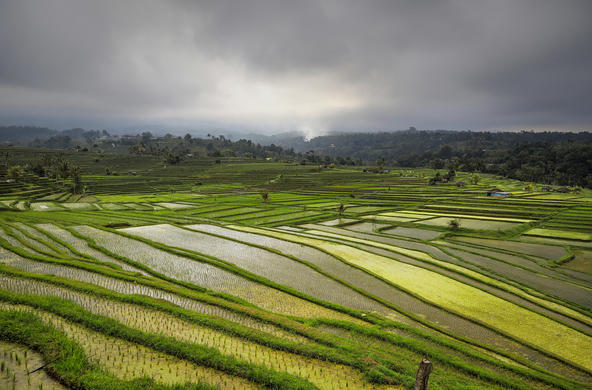 rice terrace cc enrico strocchi