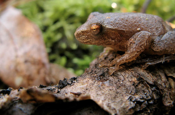 spring peeper david huth