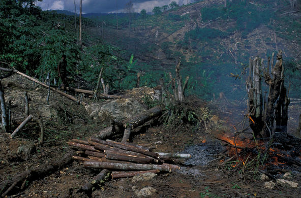 tree stumps, Indonesia. cc World Bank