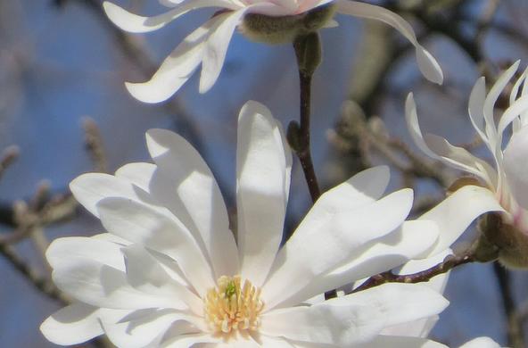 Magnolia