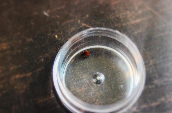 blacklegged tick