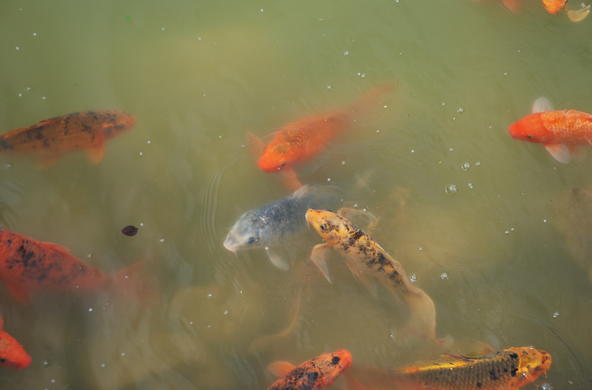 Eiurasian Carp!