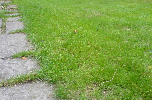 A front lawn by Nick Richards