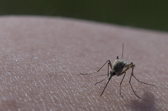 Mosquito on hand by Calgary Reviews