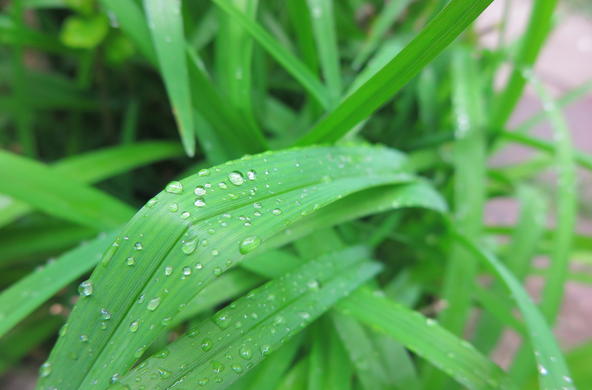 Rain on grass andras csirmaz
