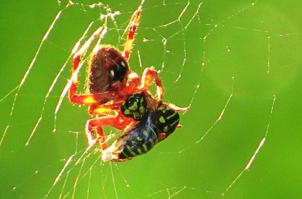 Food, in a web. Steve Baker