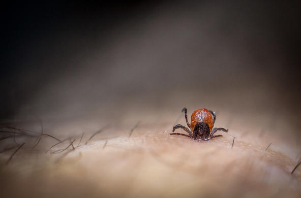 Tick burrow in skin