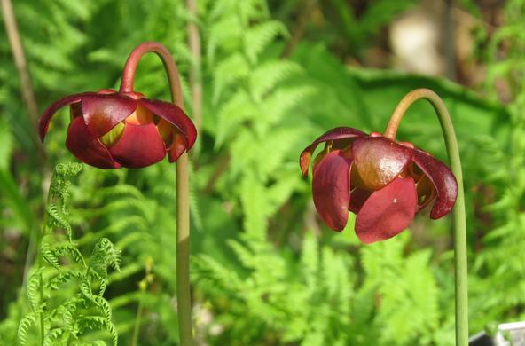 Pitcher plant
