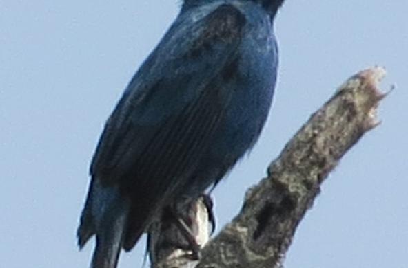 Indigo bunting