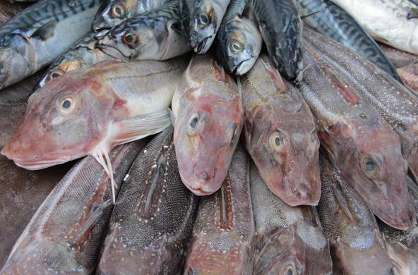 Dead fish at a market