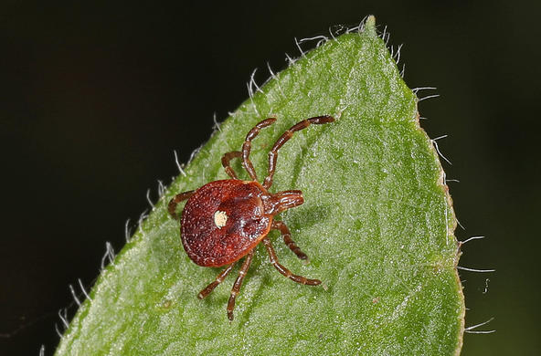 Texan Lonestar Tick