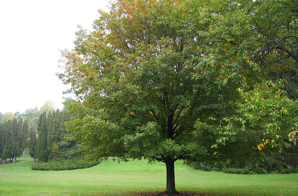 Sugar maple getting ready to change color