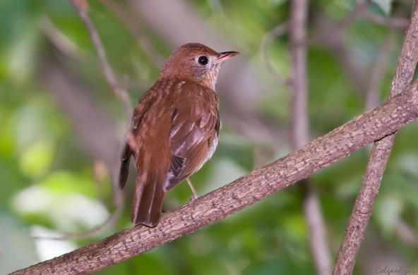 Sing me a song, Veery