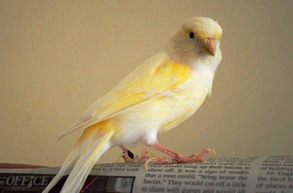 Canaries can be found in coal mines