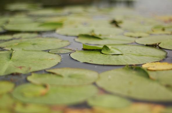 Lilly pad in a lake