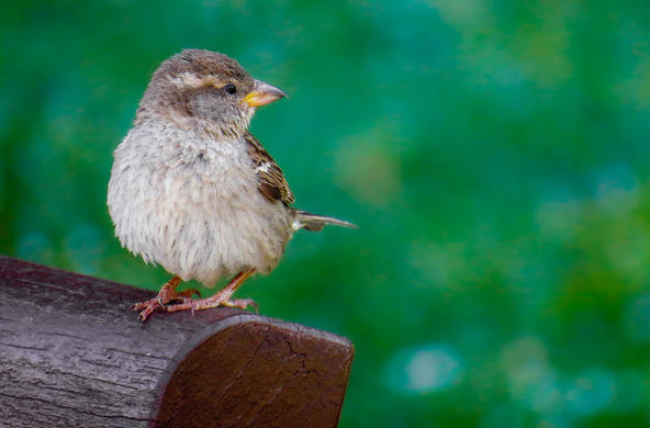 Birds 