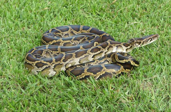 python