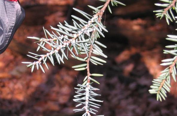 Hemlock wooly adelgid