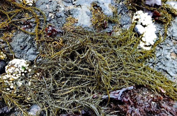 rockweed_cc_fitzgerald_marine_preserve