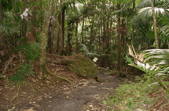 El Yunque rain forest by jed scattergood