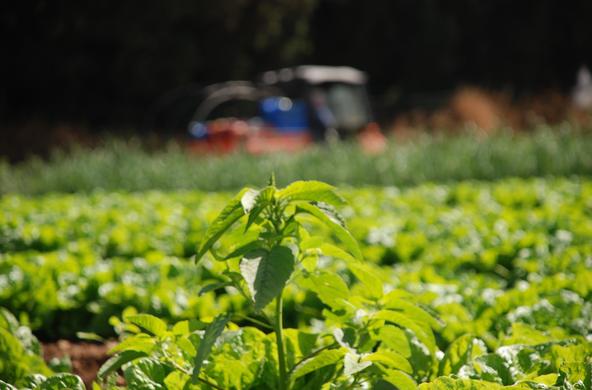 agriculture_cc_stateofisrael