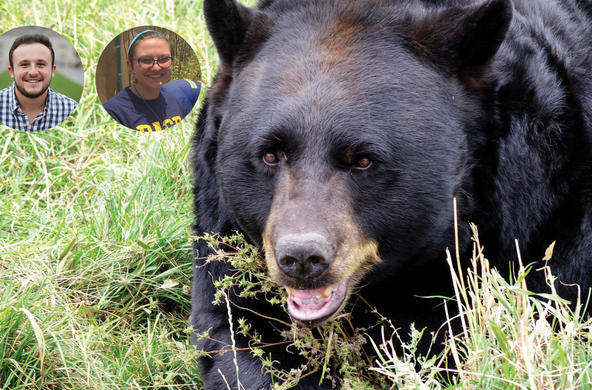 black bear