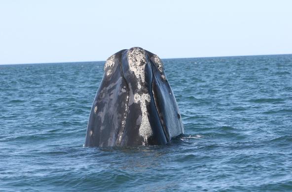 right whale Florida Fish and Wildlife Conservation Commission