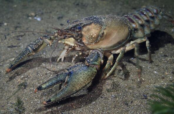 crayfish