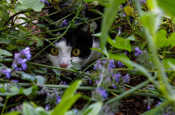 cat hunting