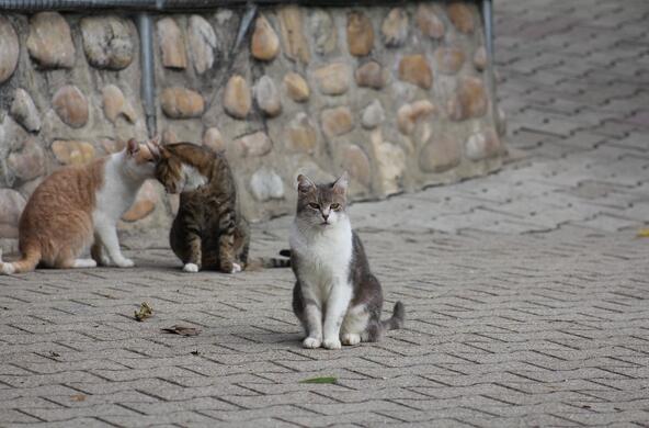 cats
