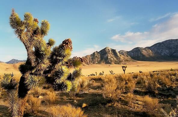 mojave desert