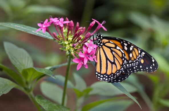 monarch butterfly