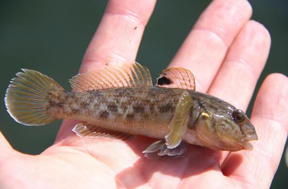 goby