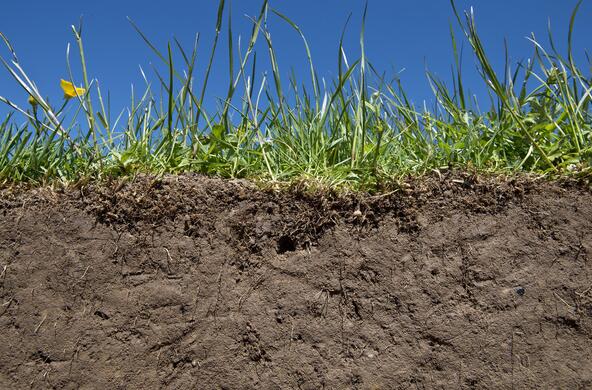soil humus