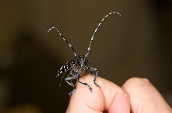 asian longhorned beetle